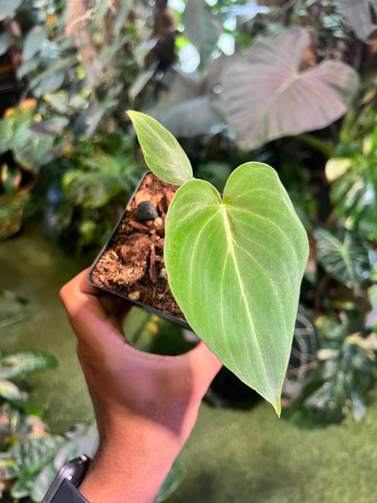 Philodendron Gloriosum Zebra