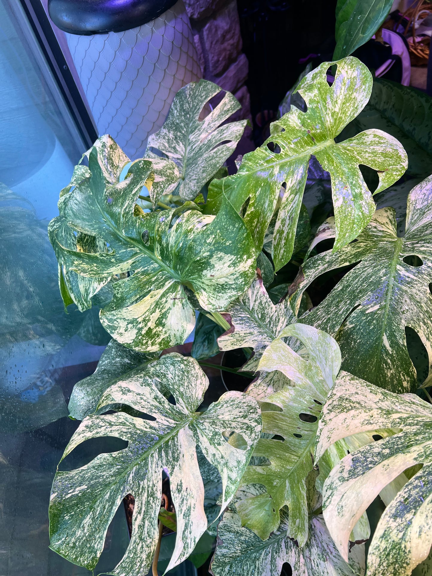 Monstera Mint