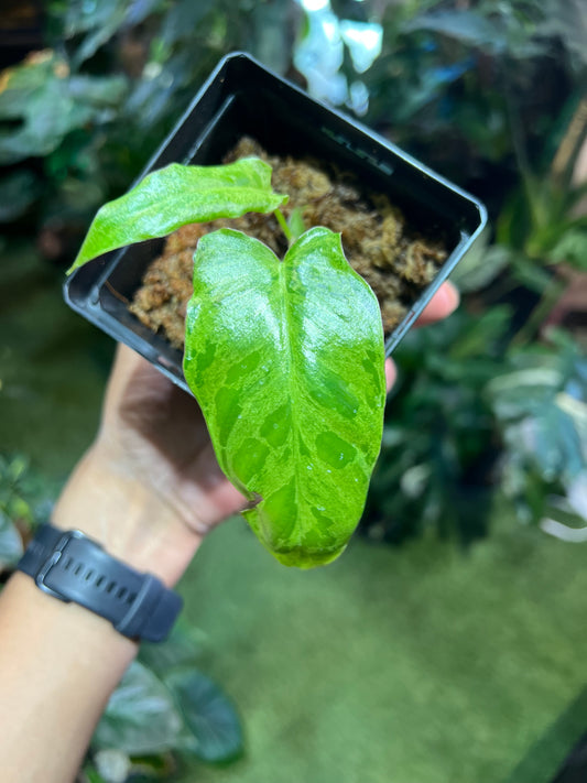 Philodendron Paraiso Verde