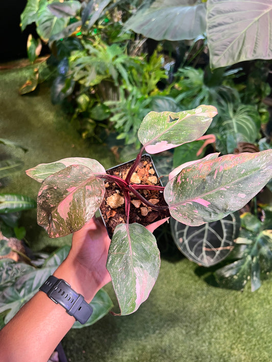 Philodendron Pink Princess Galaxy