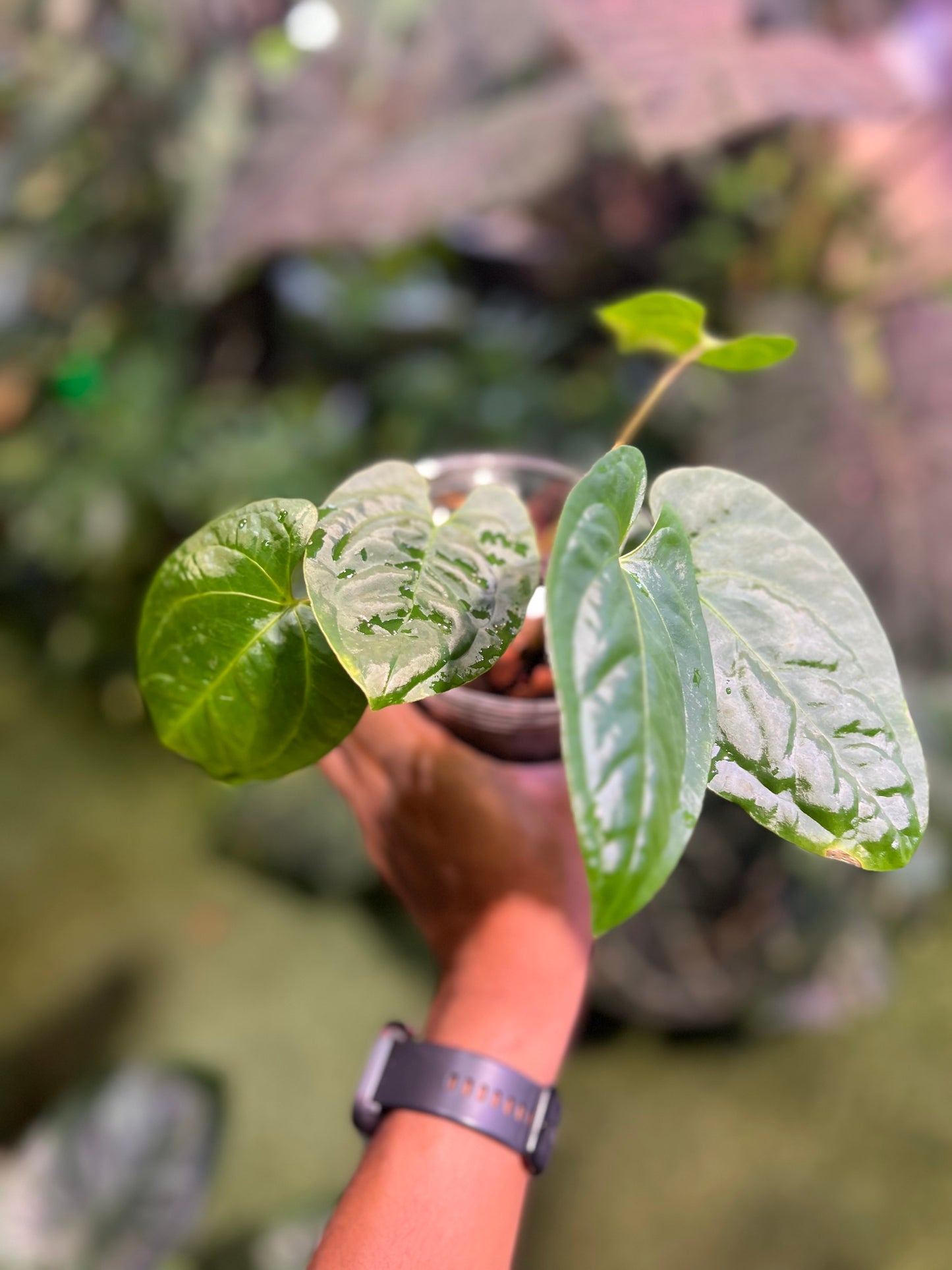 Anthurium Ochranthum Sub Velvet x Pap RA #16