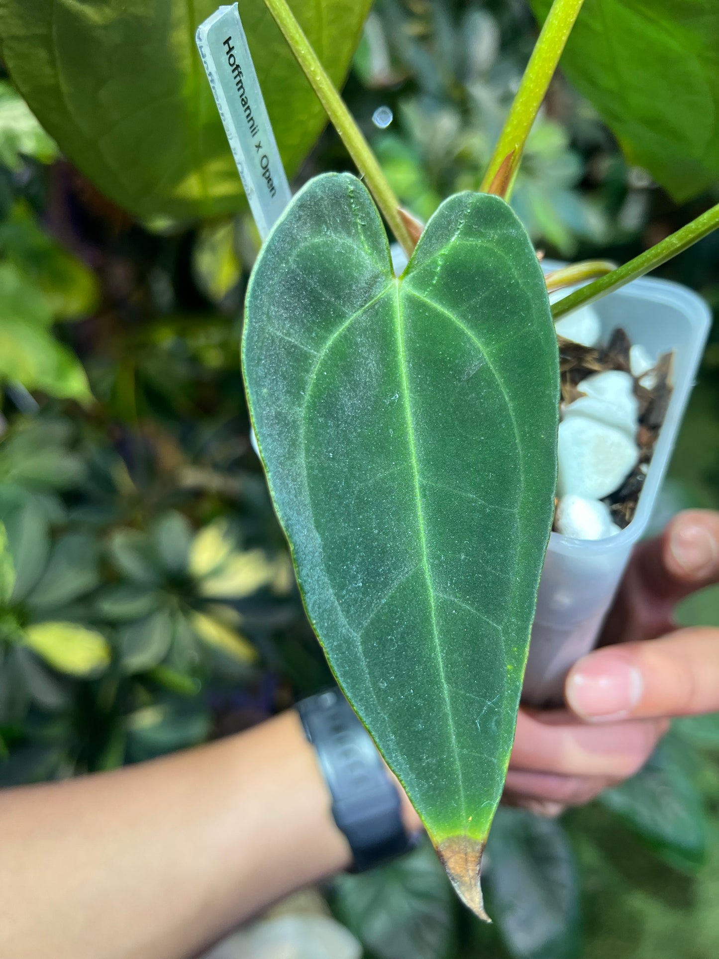 Anthurium Hoffmannii x Open