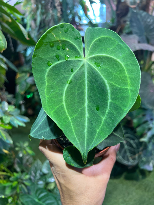 Anthurium Clarinervium