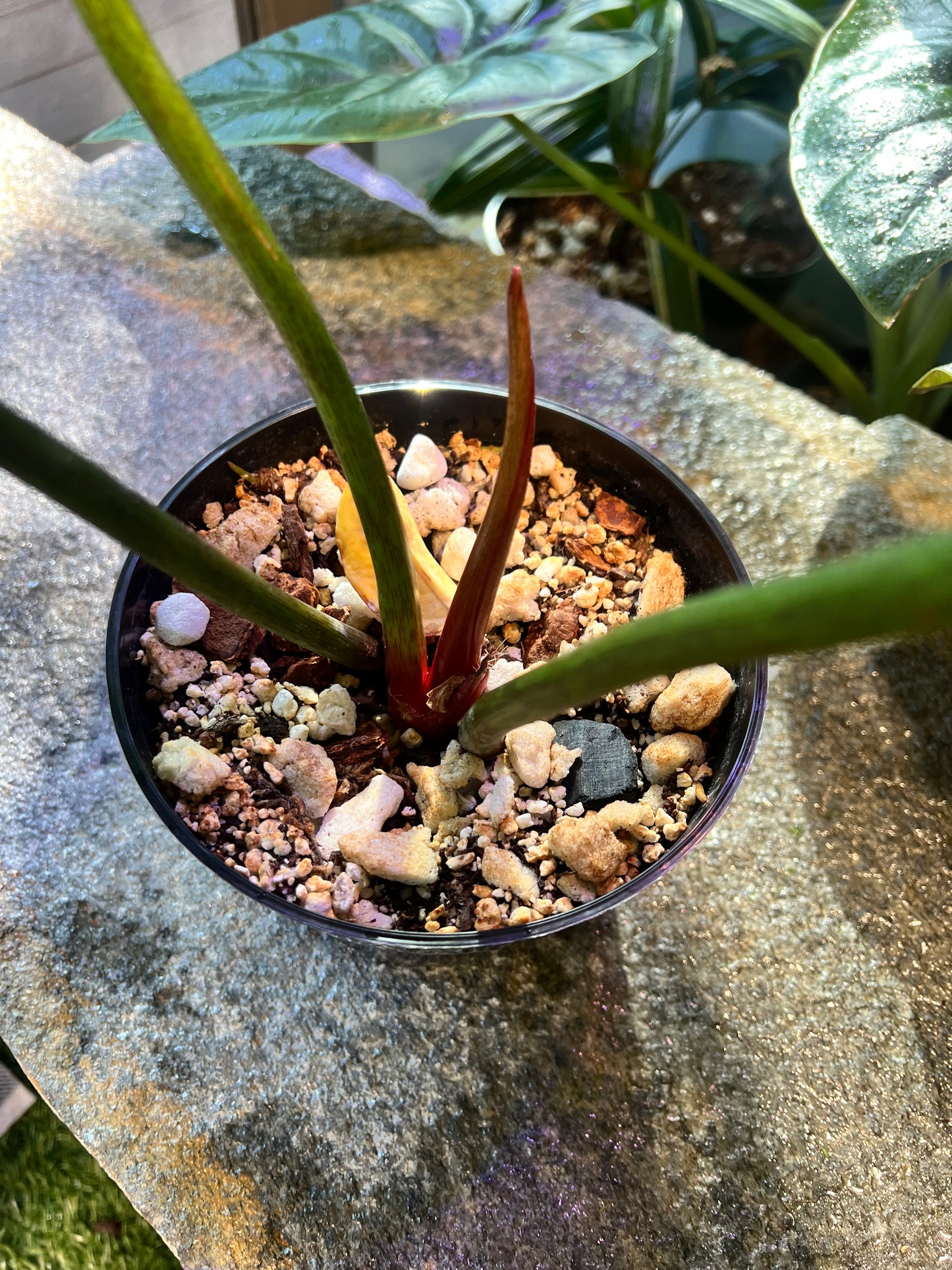 Philodendron Columbia SP silver XL
