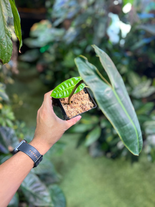 Philodendron Billietiae