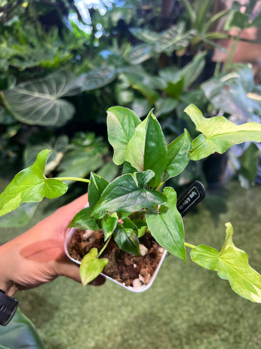 Syngonium Eclipse Variegated
