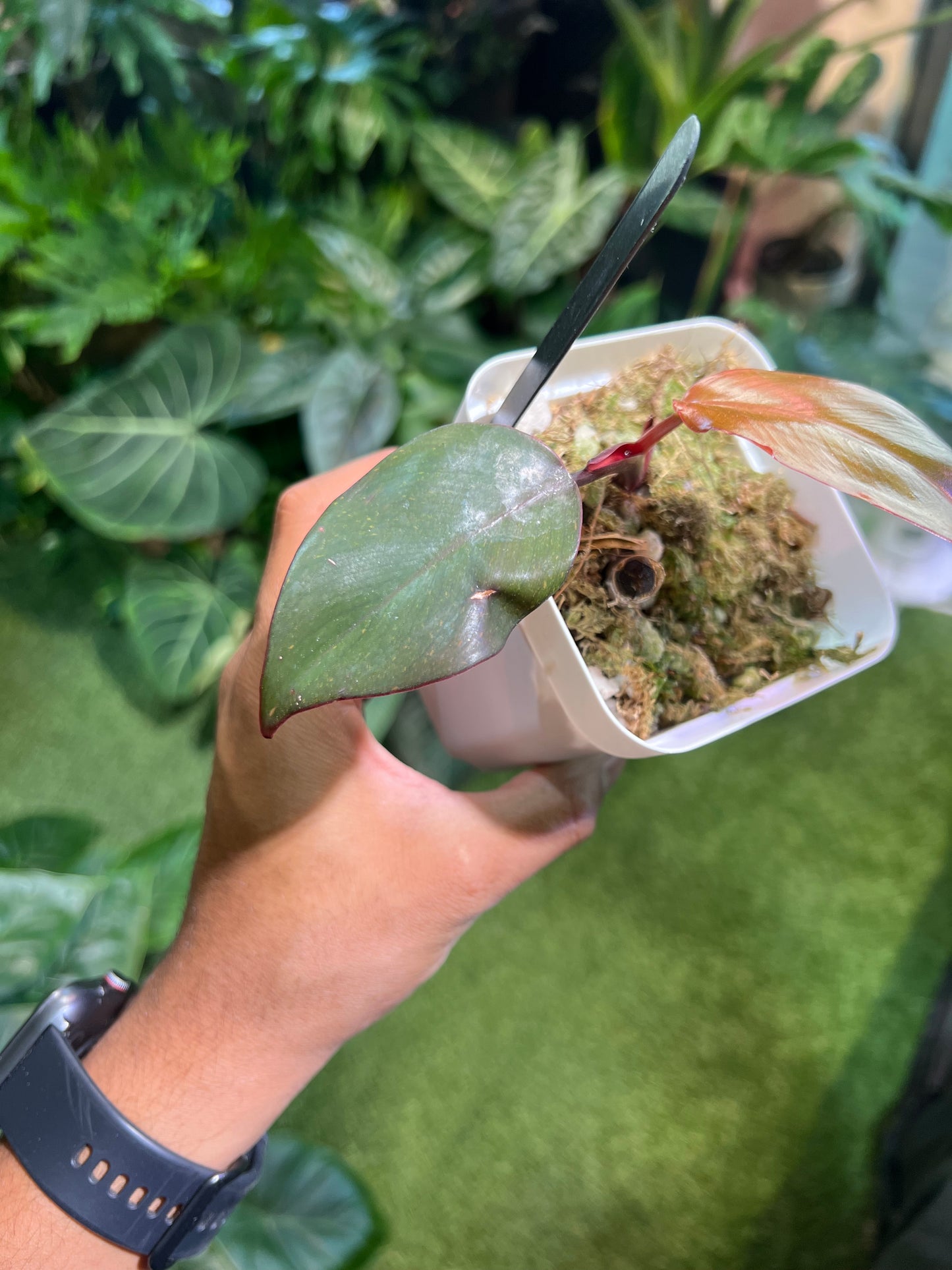 Philodendron Orange Princess
