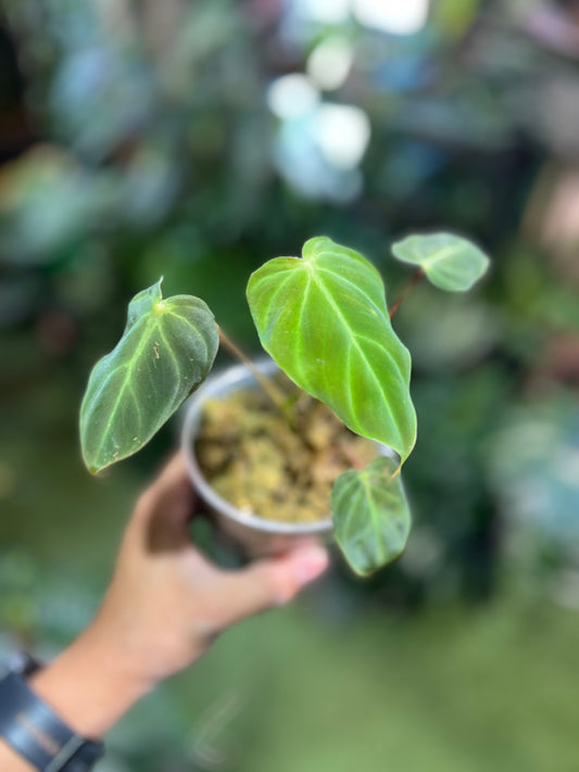 Philodendron Verrucosum “Amazon Sunset”