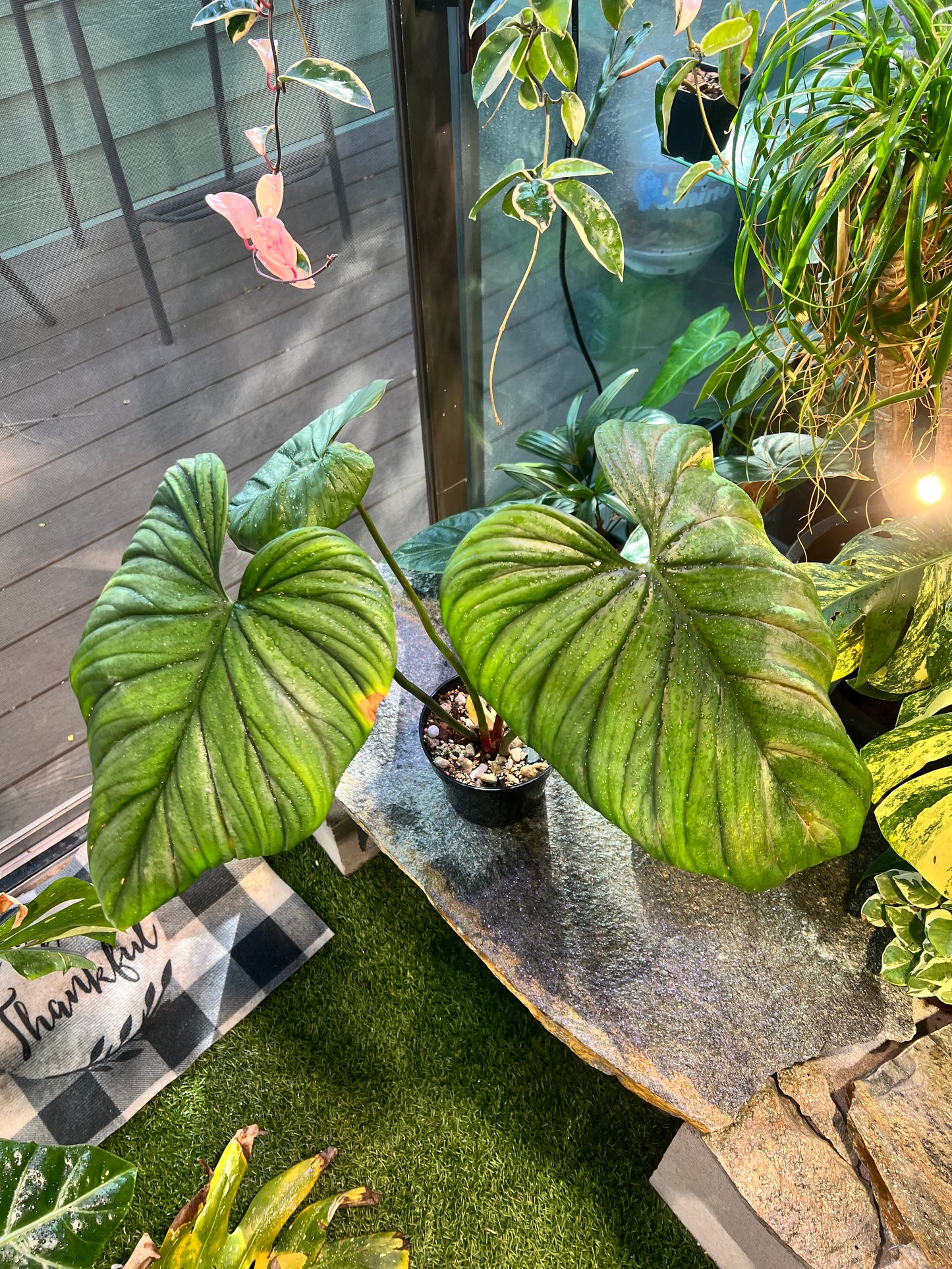 Philodendron Columbia SP silver XL