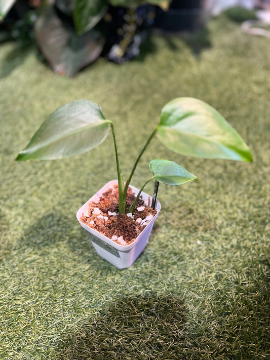 Monstera Sierrana