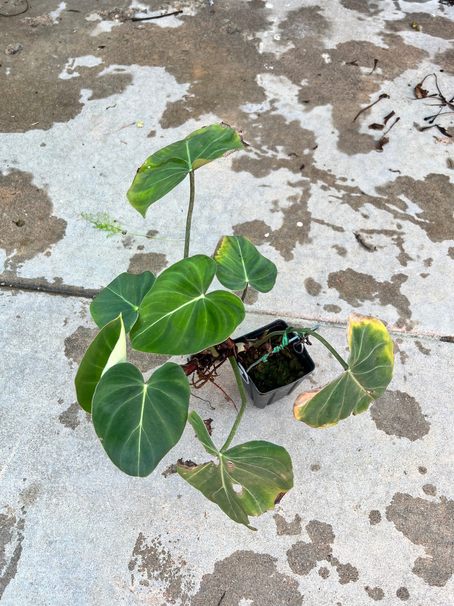 Philodendron Gloriosum (Mini Form)