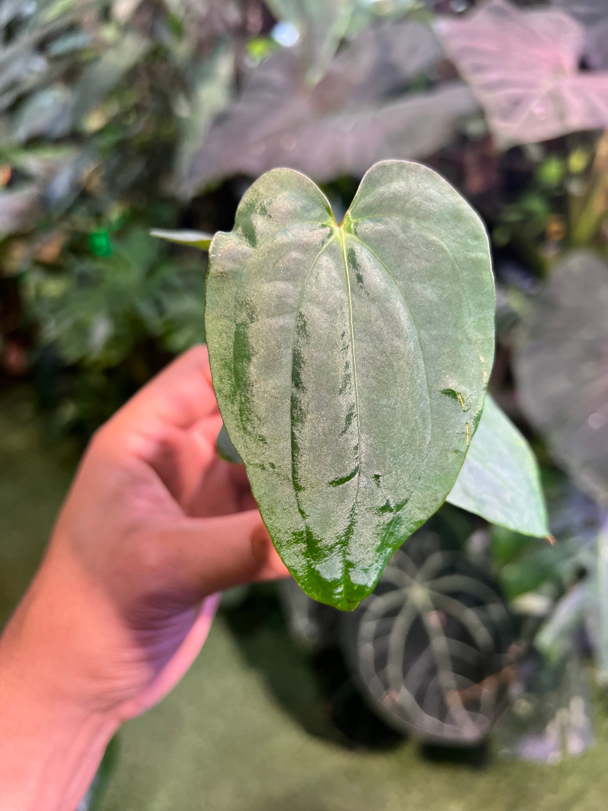 anthurium stripey Anthurium (Stripey Mag x BVEP) x (Dress x Carla RL) – ZC Customs
