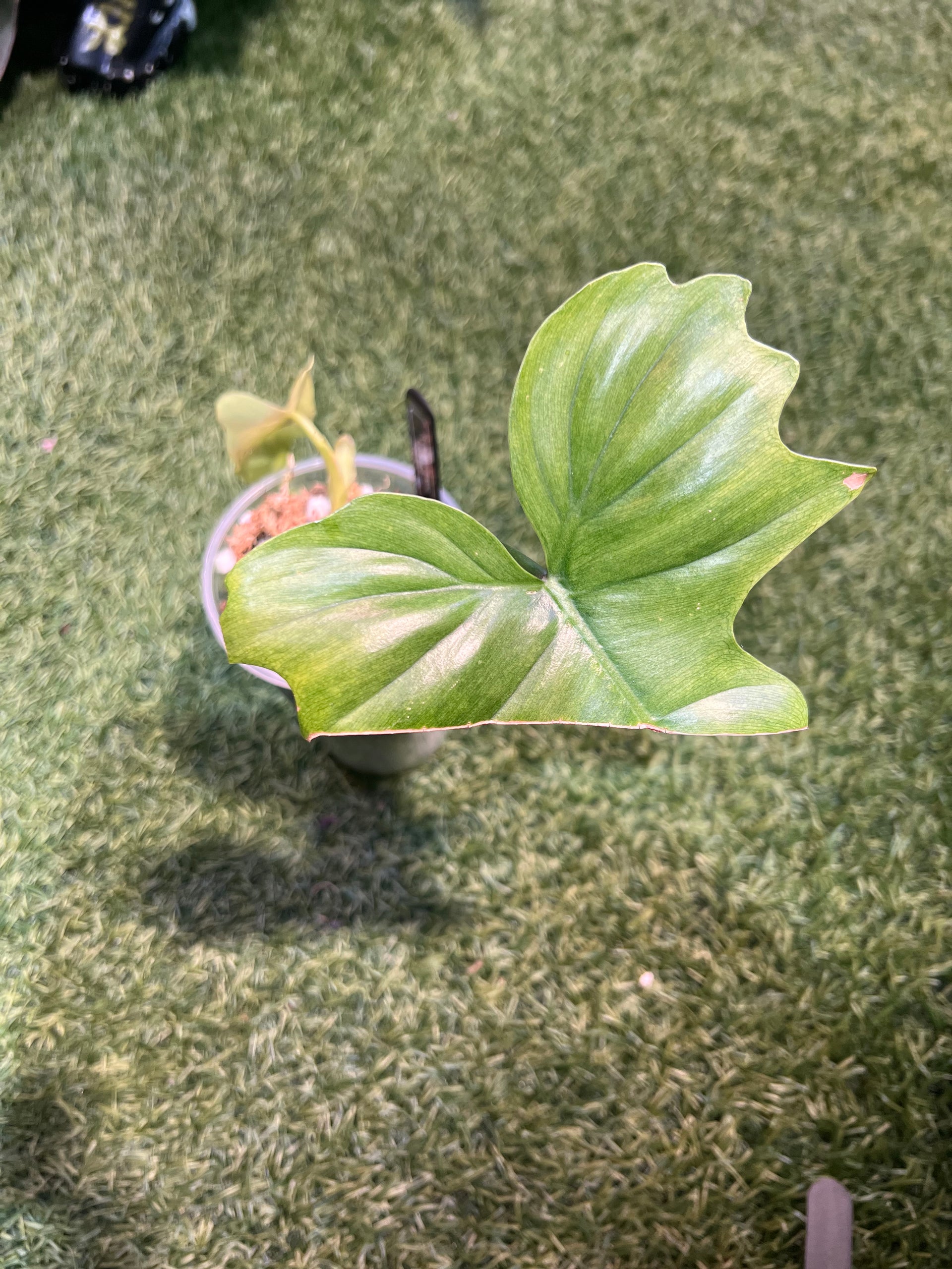 philodendron golden dragon mint Philodendron Golden Dragon Mint – ZC Customs