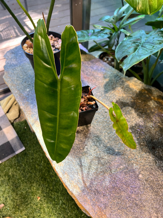 Philodendron Billietiae