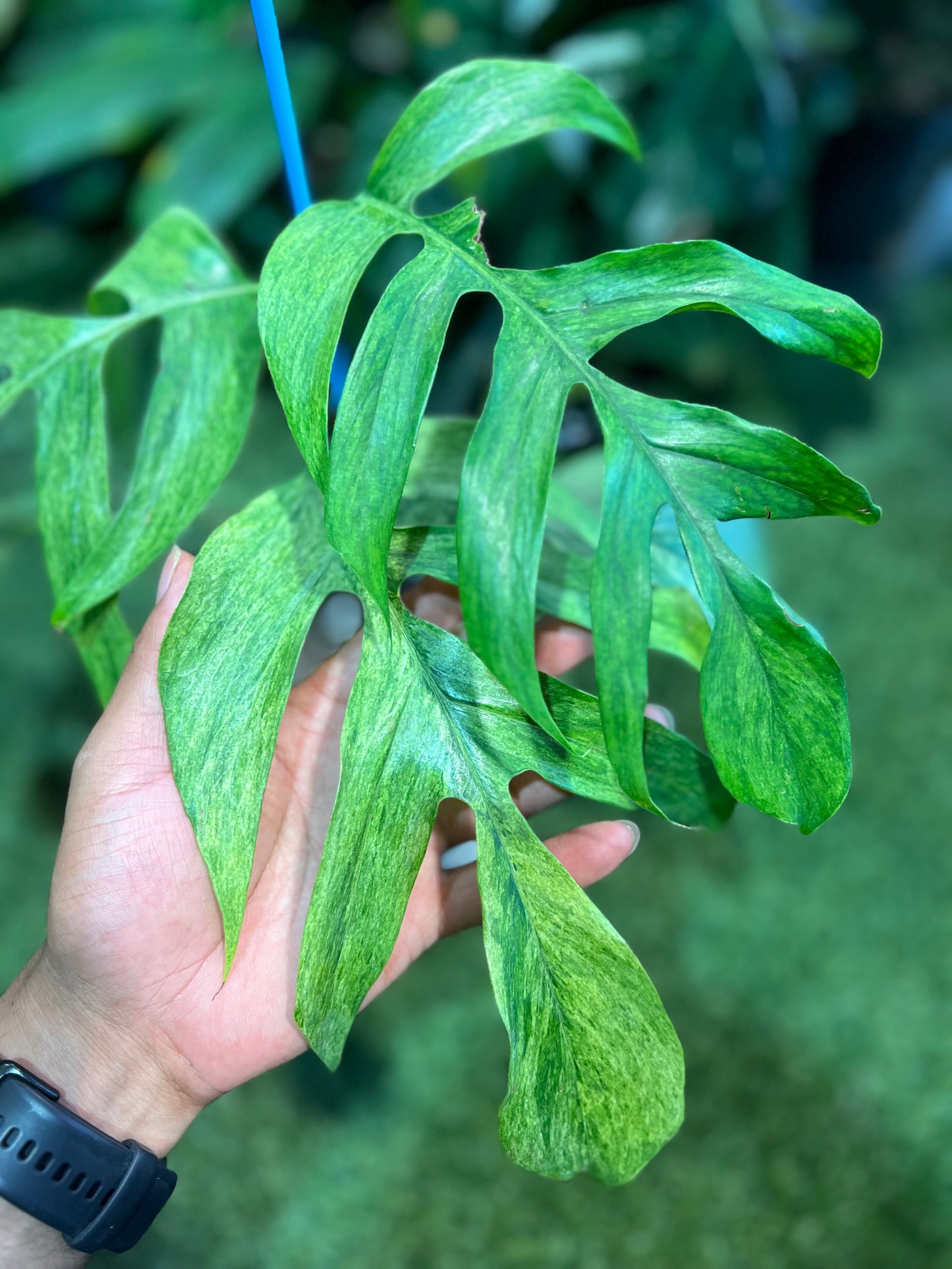 Epipremnum Mint Tricolor