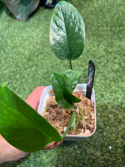 Epipremnum Terino Linda