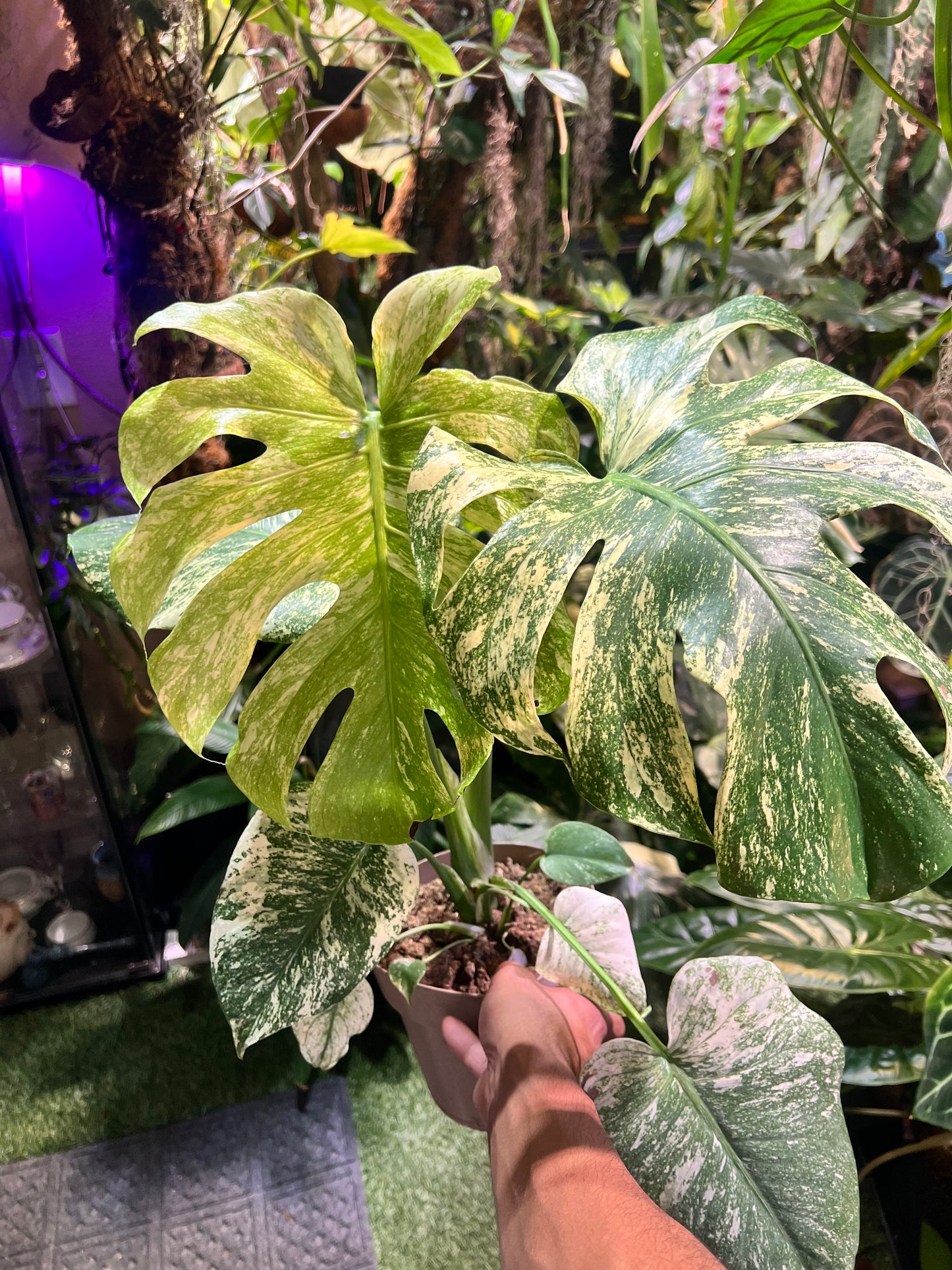Monstera Mint