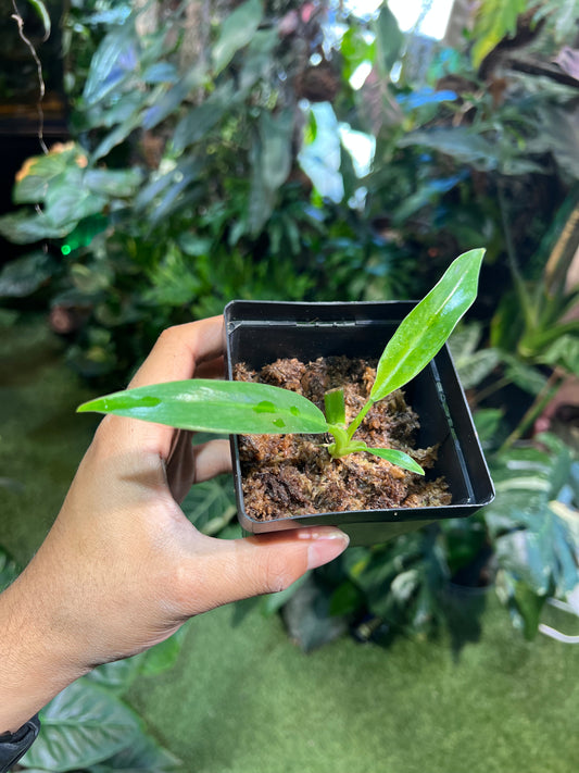 Philodendron Imperial Green