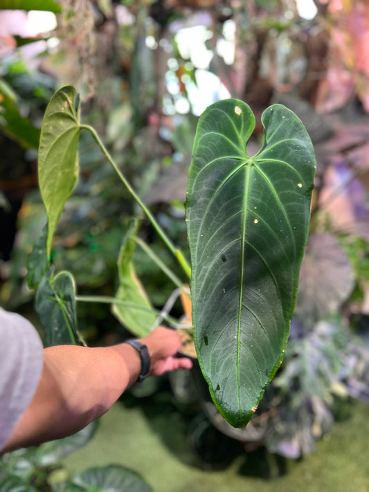 Anthurium Warocqueanum Esmeralda