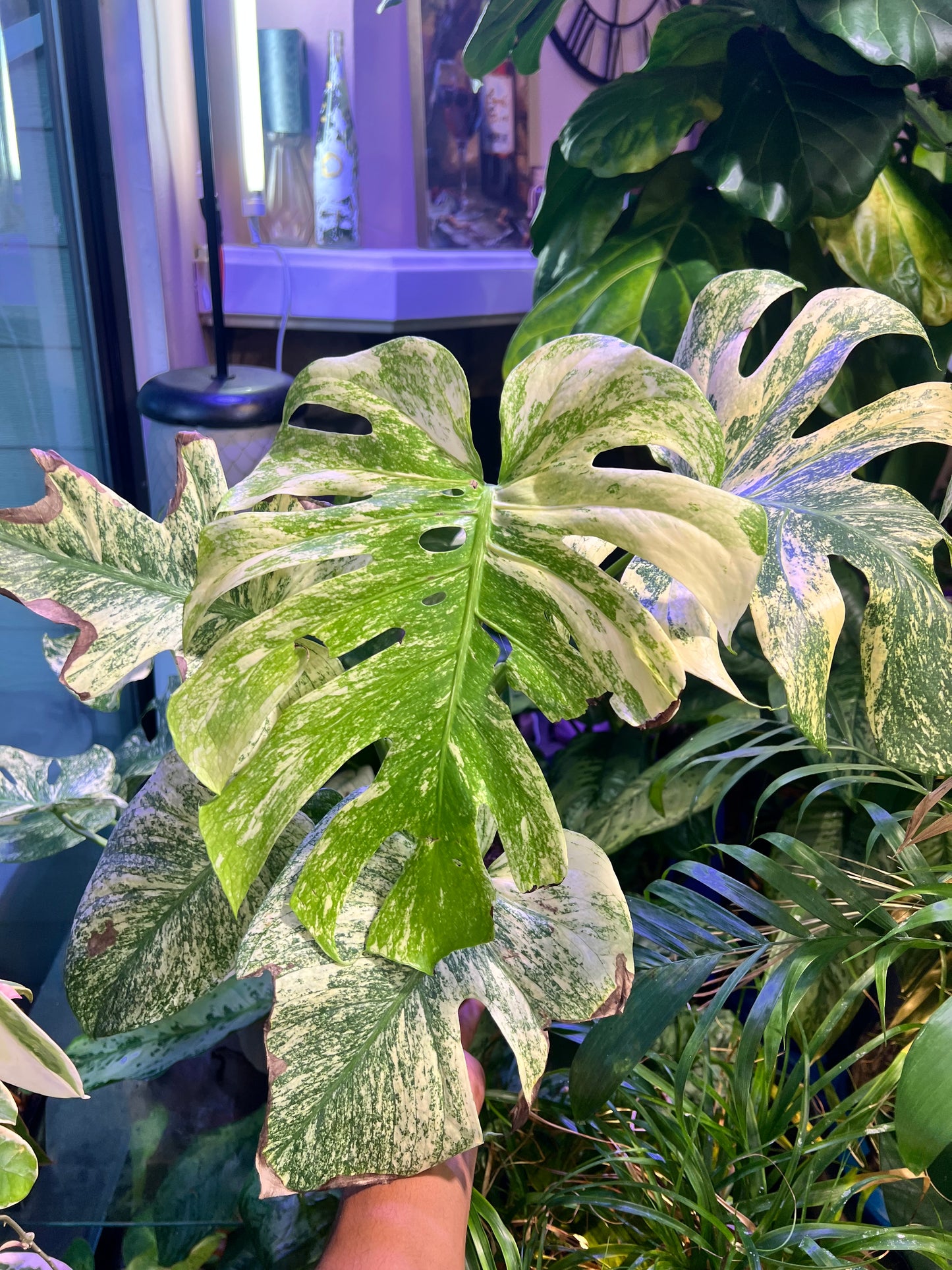 Monstera Mint