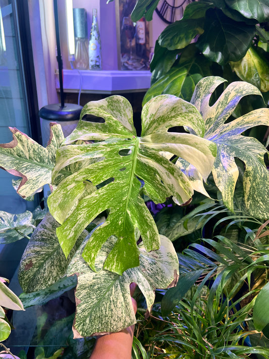 Monstera Mint