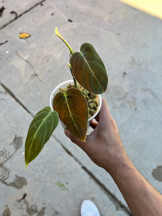 Philodendron Melanochrysum