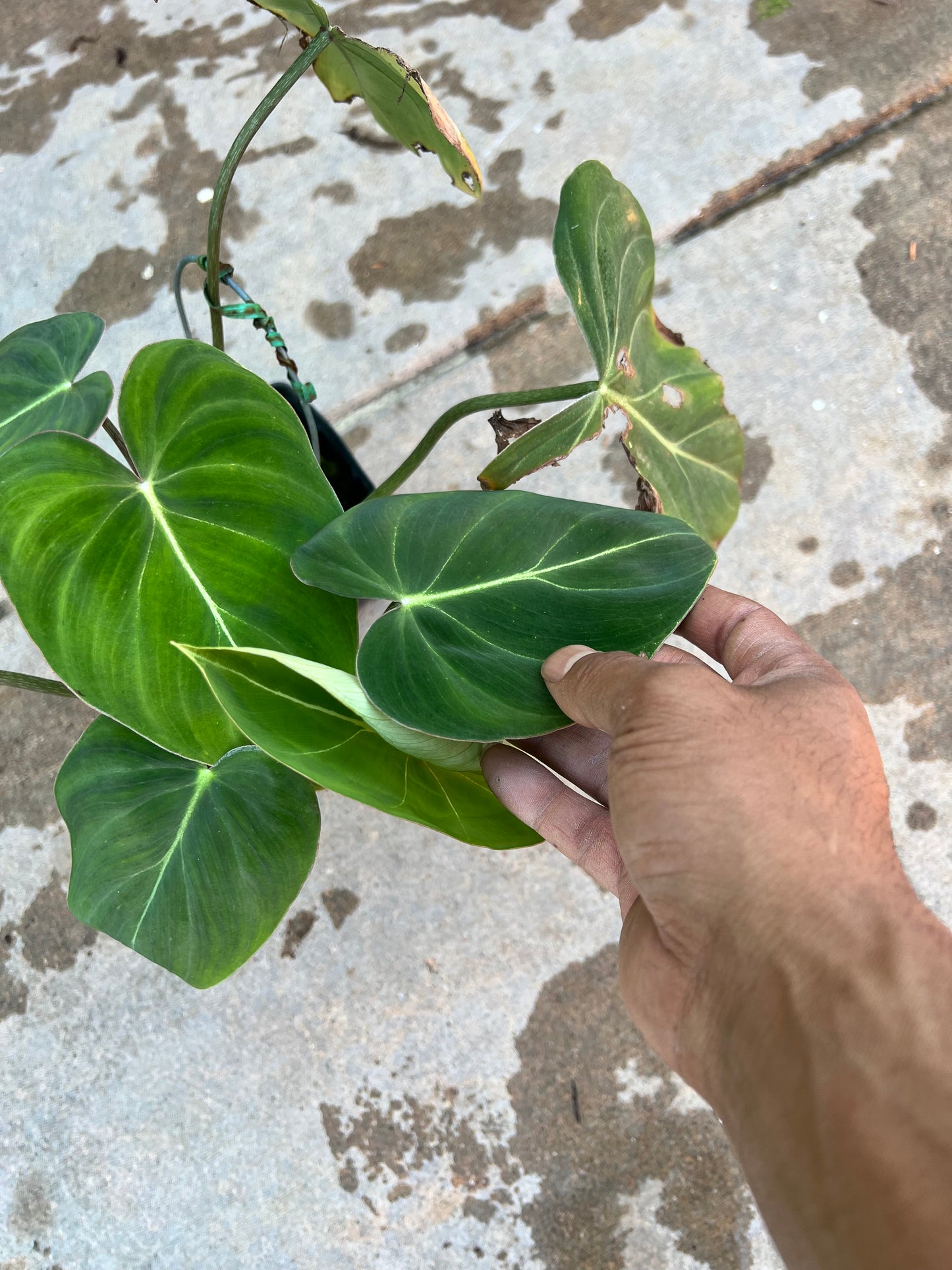 Philodendron Gloriosum (Mini Form)