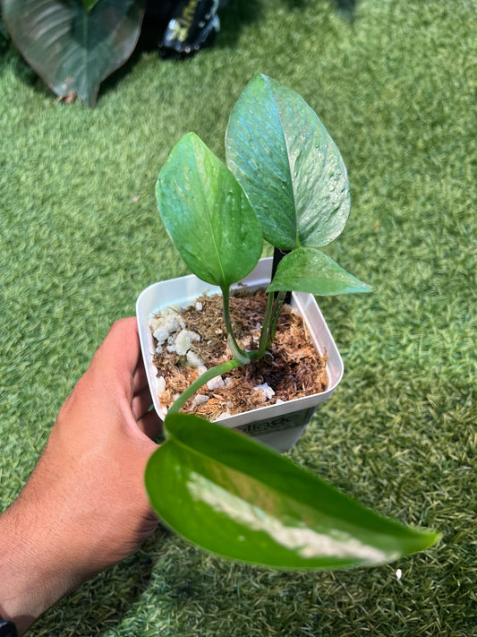Epipremnum Terino Linda