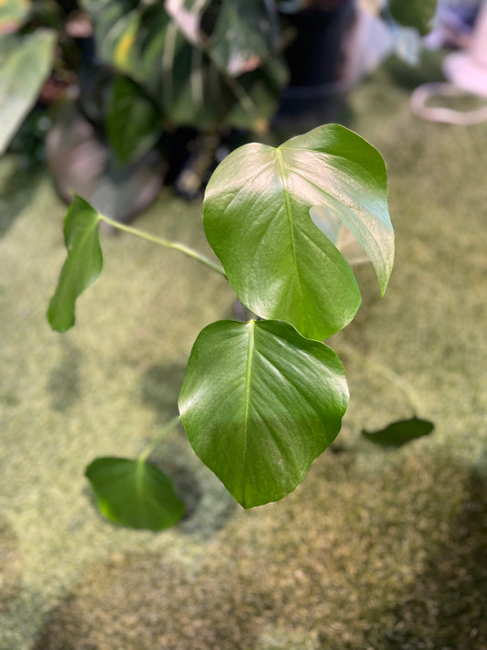 Monstera Sierrana