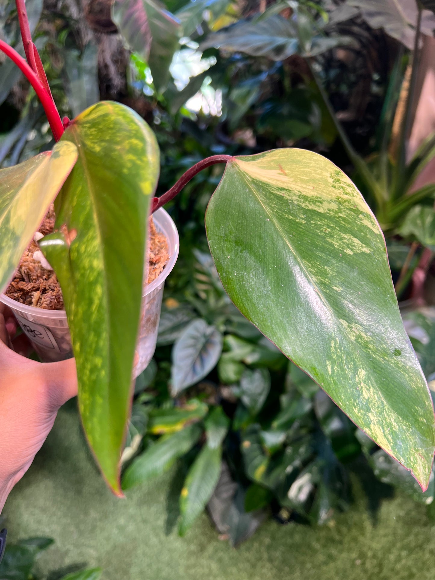 Philodendron Strawberry Shake