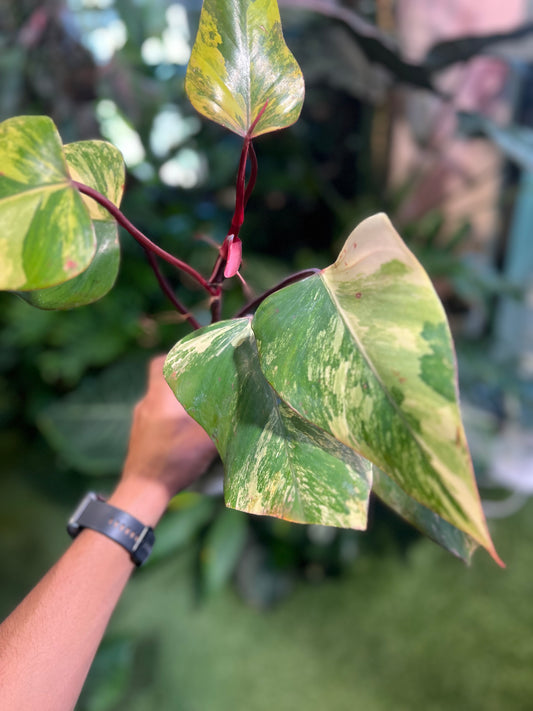 Philodendron Strawberry Shake
