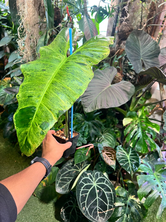Philodendron Paraiso Verde