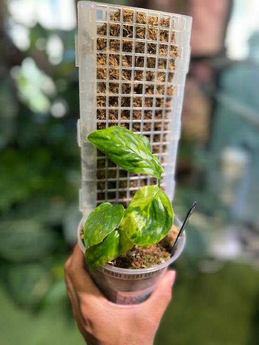 Monstera Lechleriana Aurea