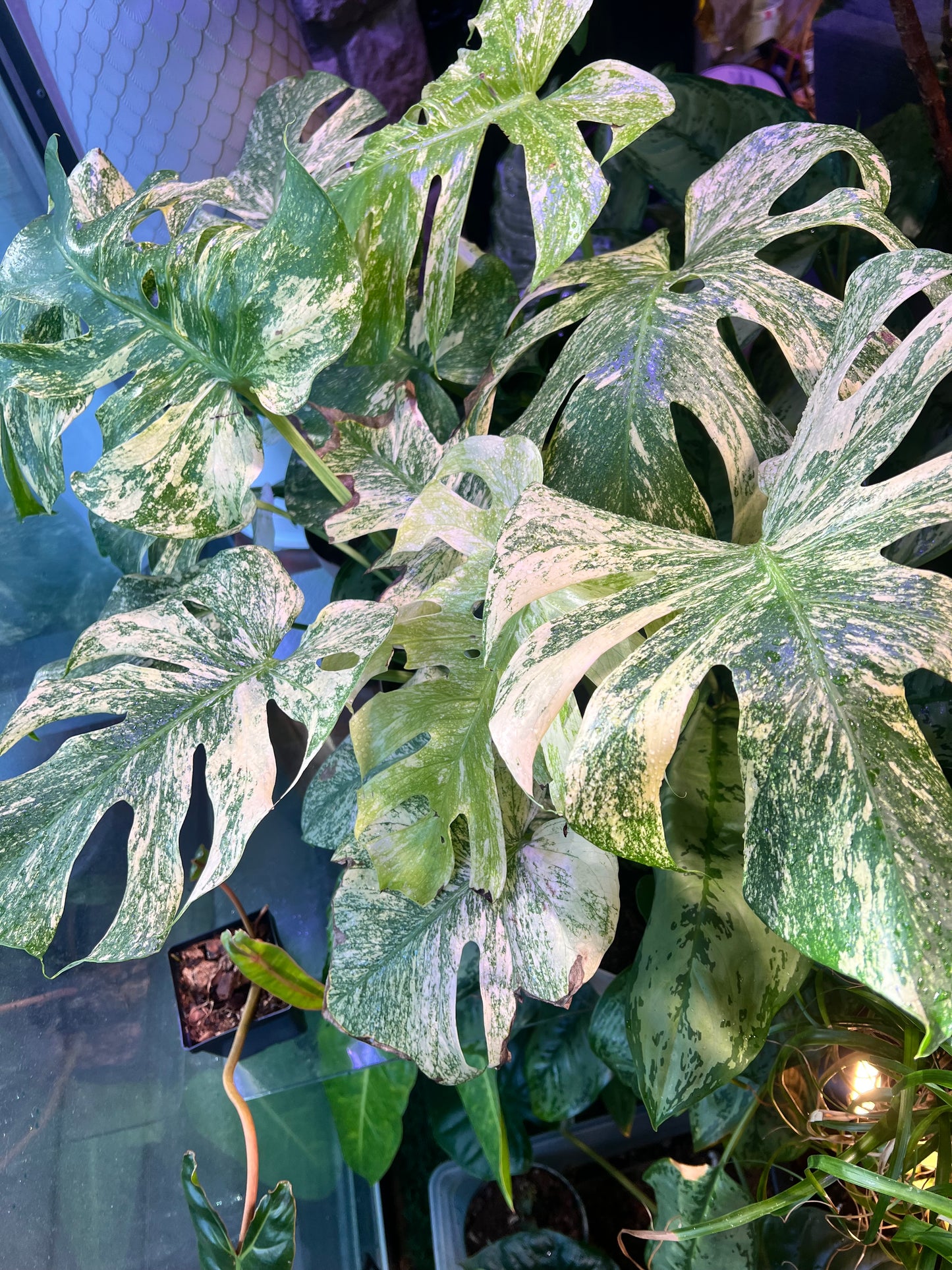 Monstera Mint