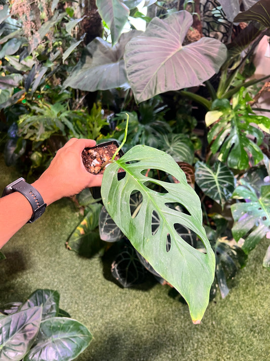 Monstera Adansonii Blanchetii