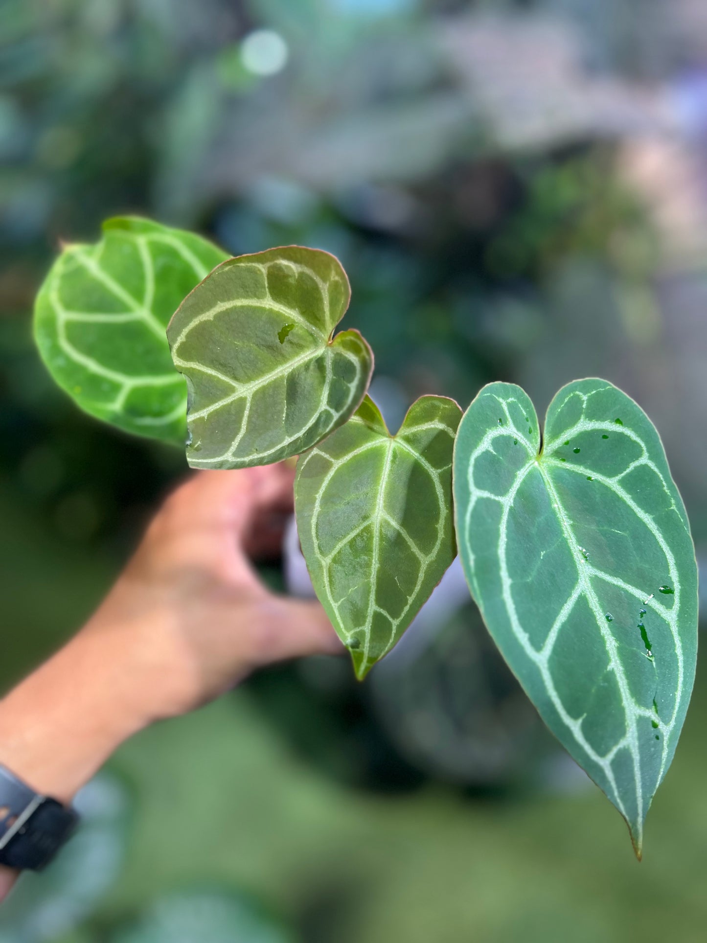 Anthurium Crystallinum