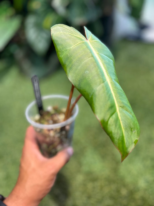 Philodendron Billietiae x Summer Glory