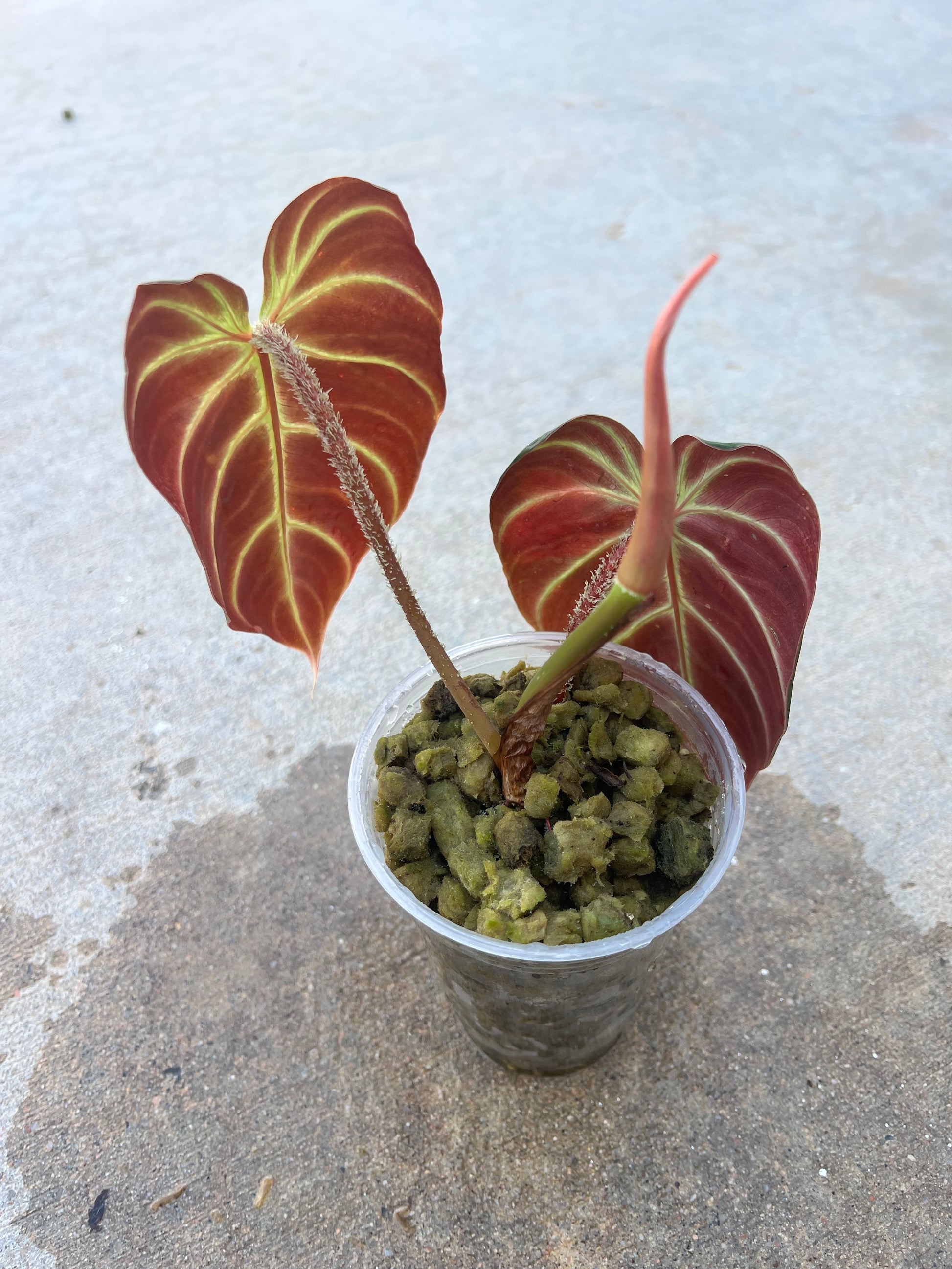 philodendron sunset Philodendron Verrucosum”Amazon Sunset” – ZC Customs