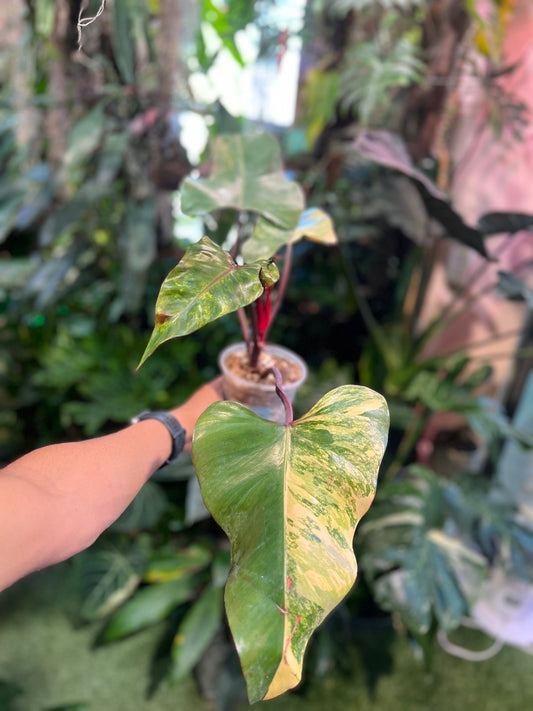Philodendron Strawberry Shake