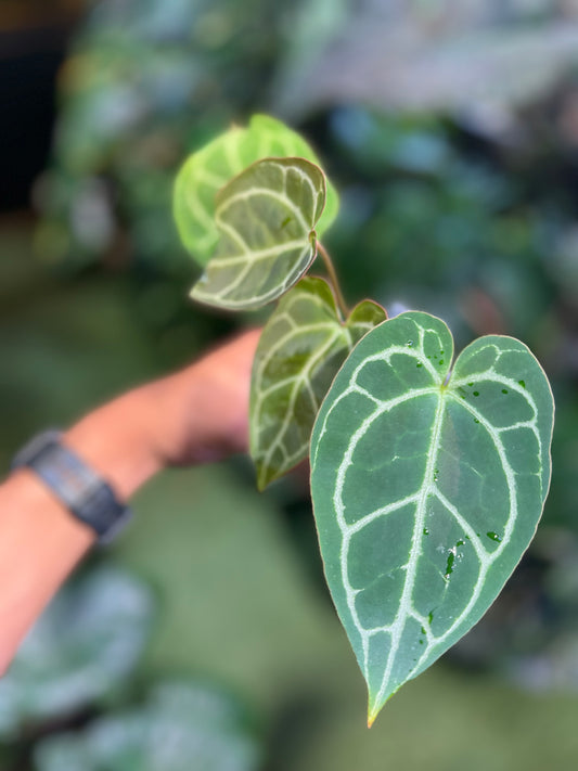 Anthurium Crystallinum