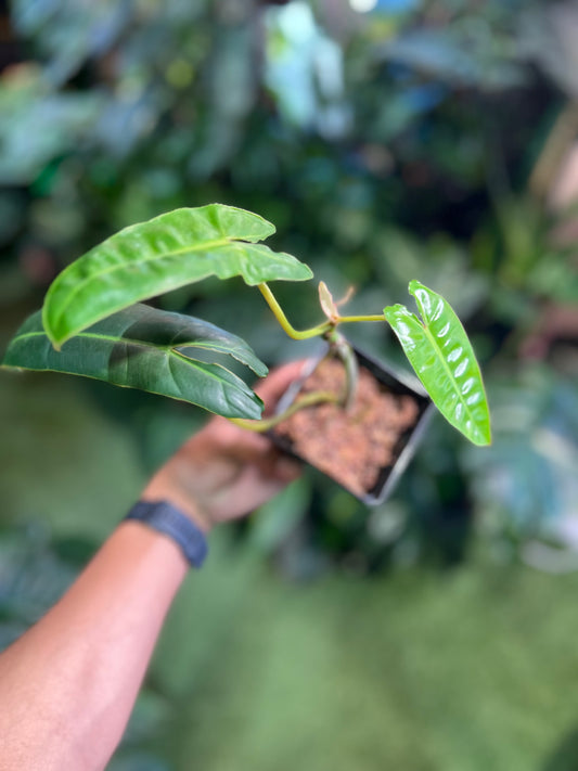 Philodendron Billietiae