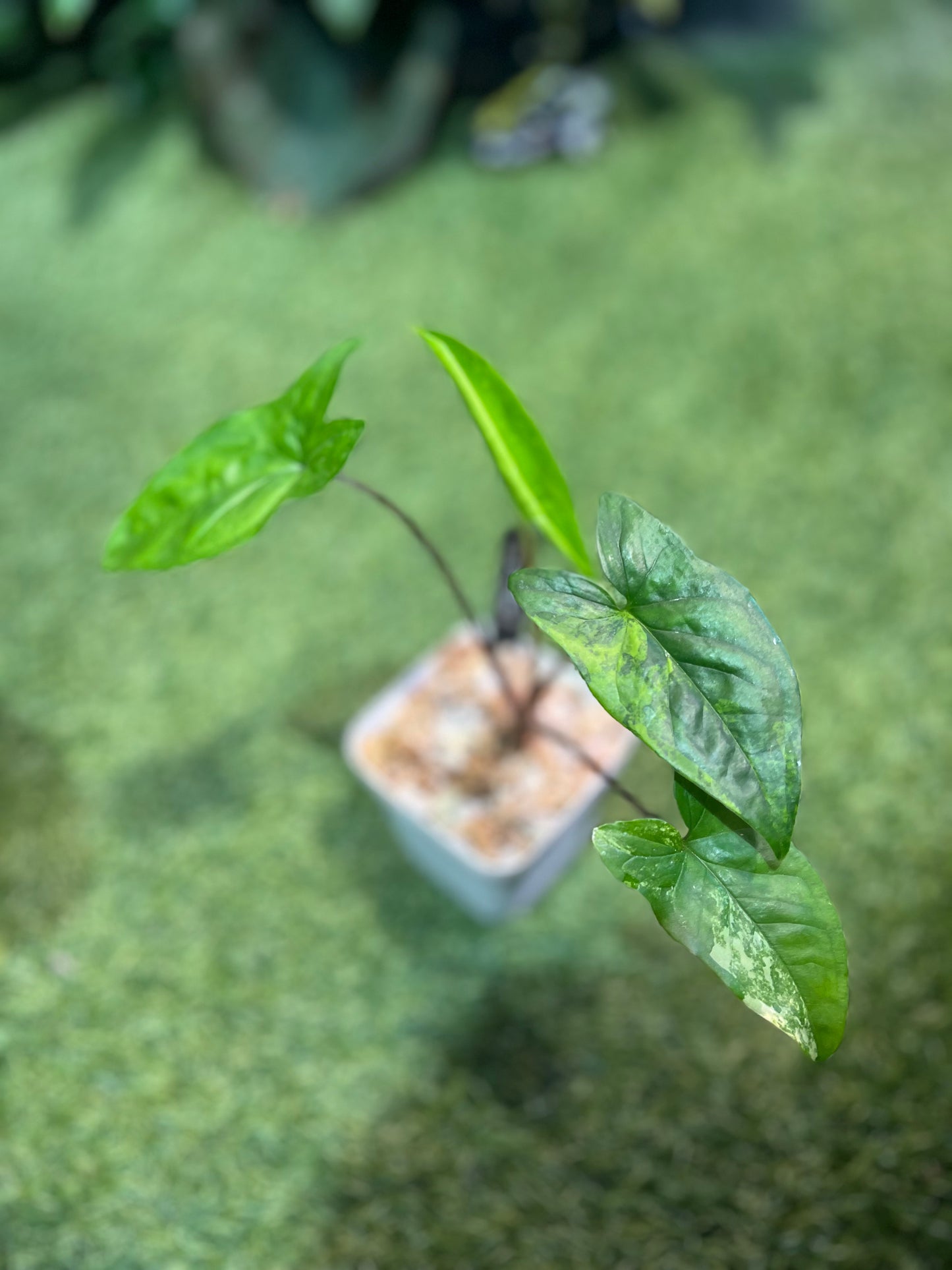 Epipremnum Hanomon sp. “Bali”