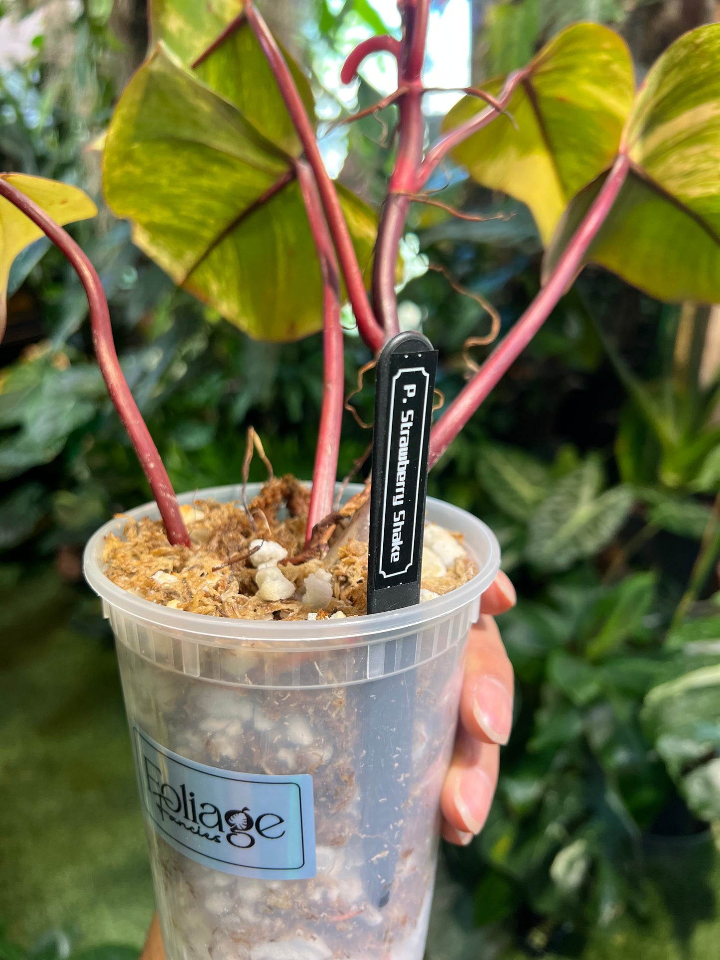 Philodendron Strawberry Shake