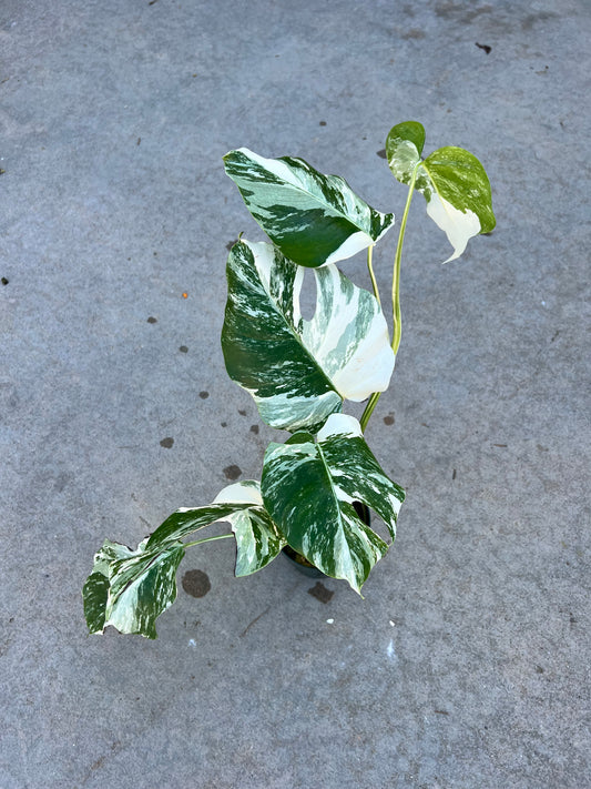 Monstera Borsigiana Albo Variegated