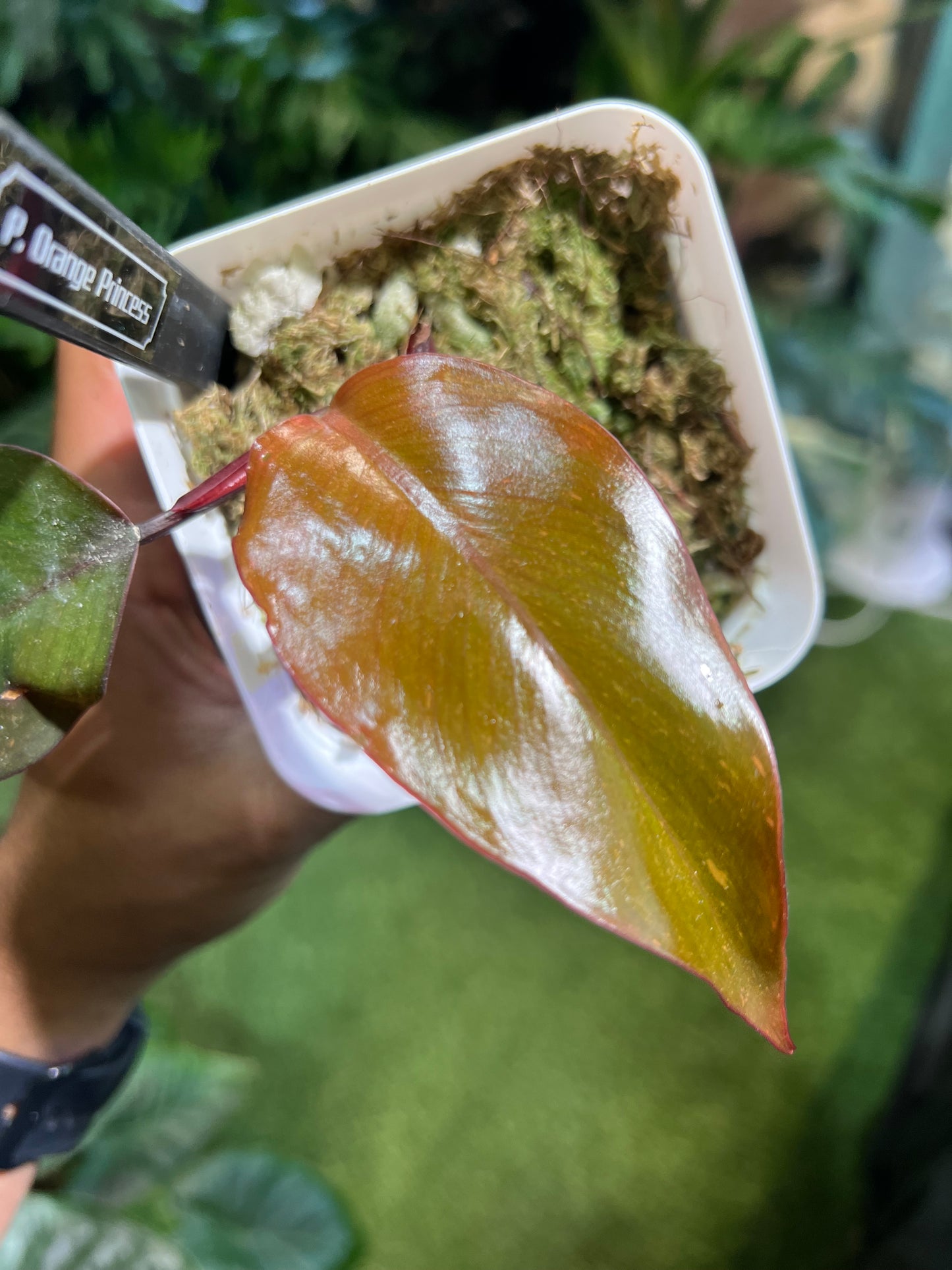 Philodendron Orange Princess