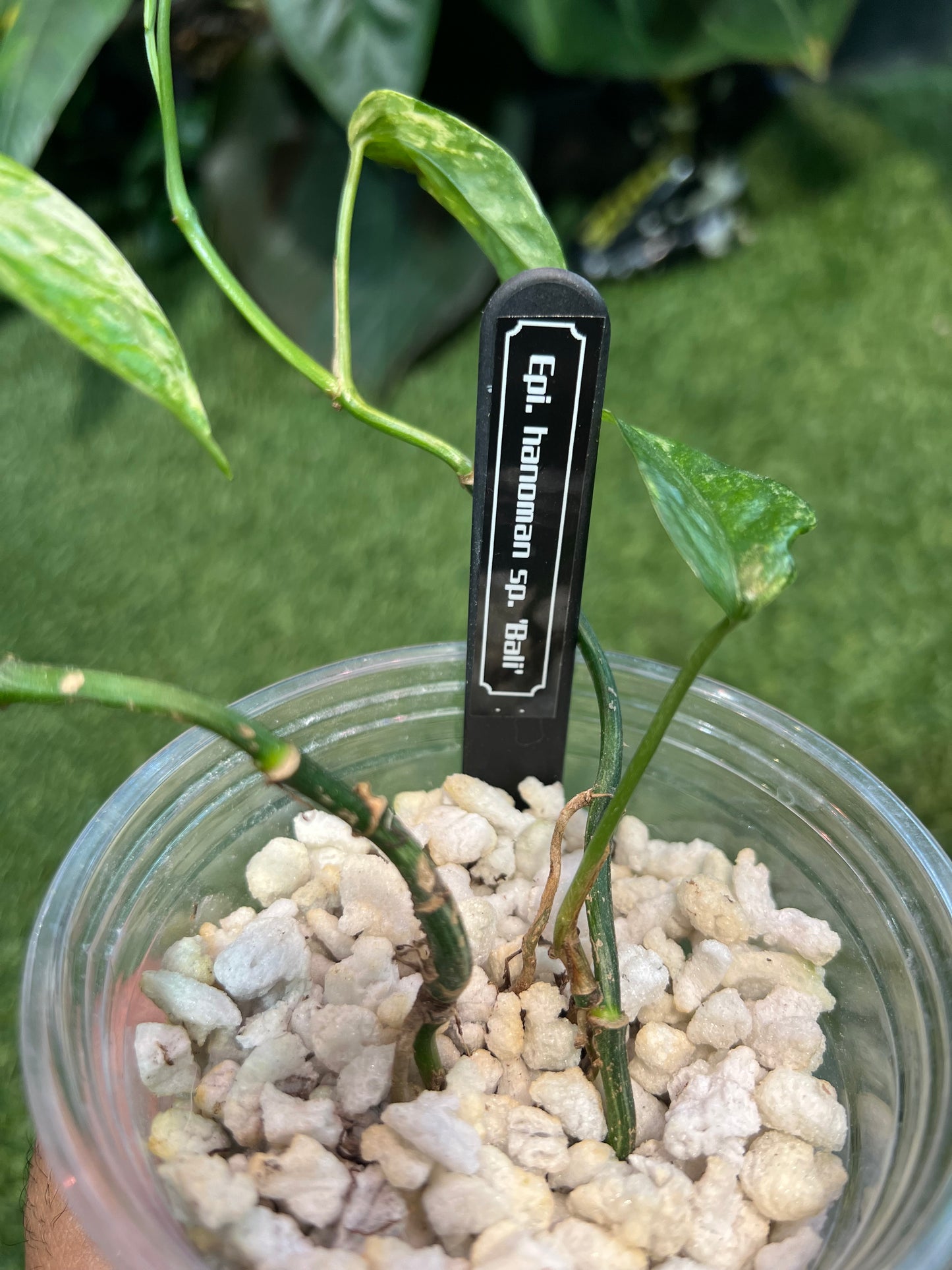 Epipremnum Hanomon sp. “Bali”