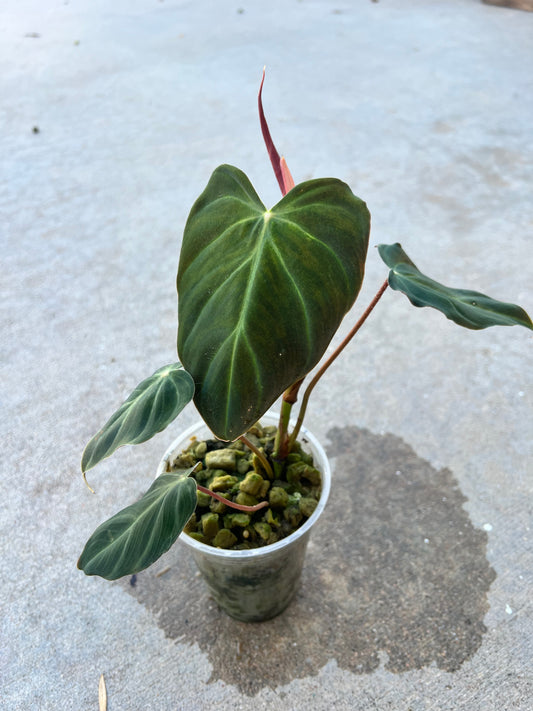 Philodendron Verrucosum “Amazon Sunset”