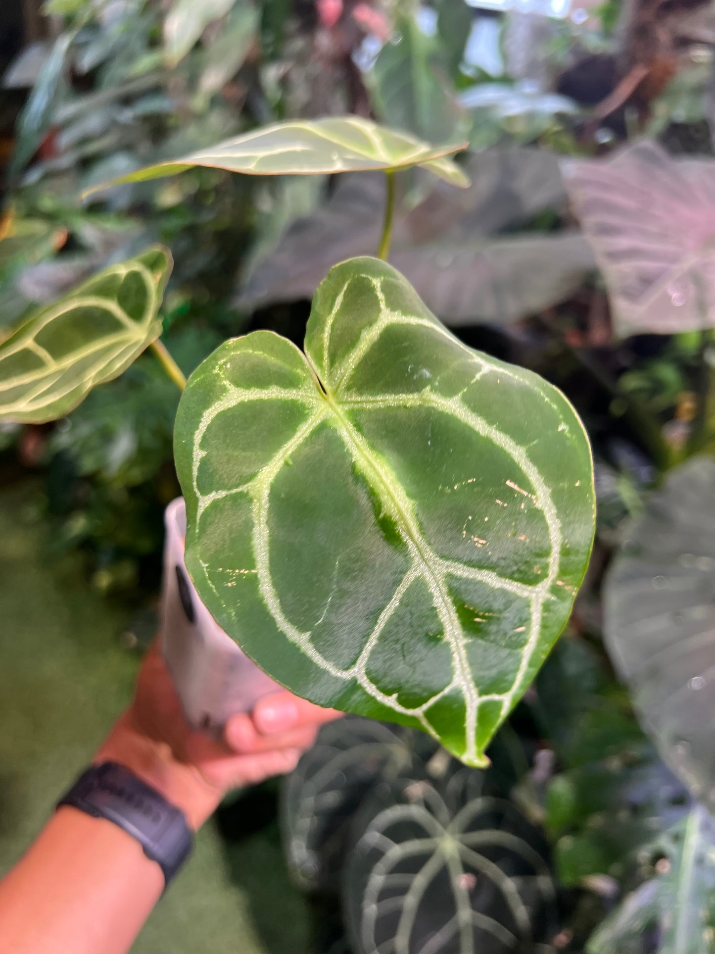 Anthurium Crystallinum