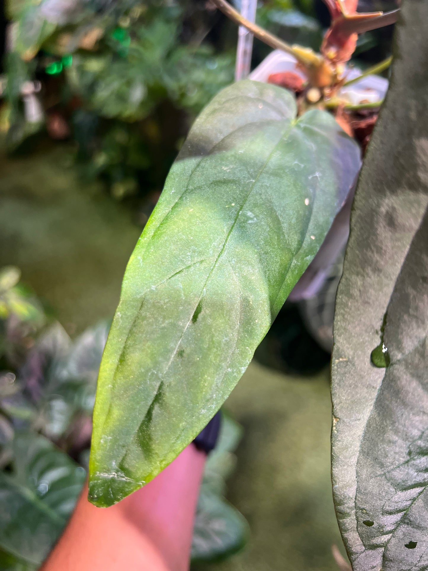 Anthurium Ree Pap x Dark & Stormy