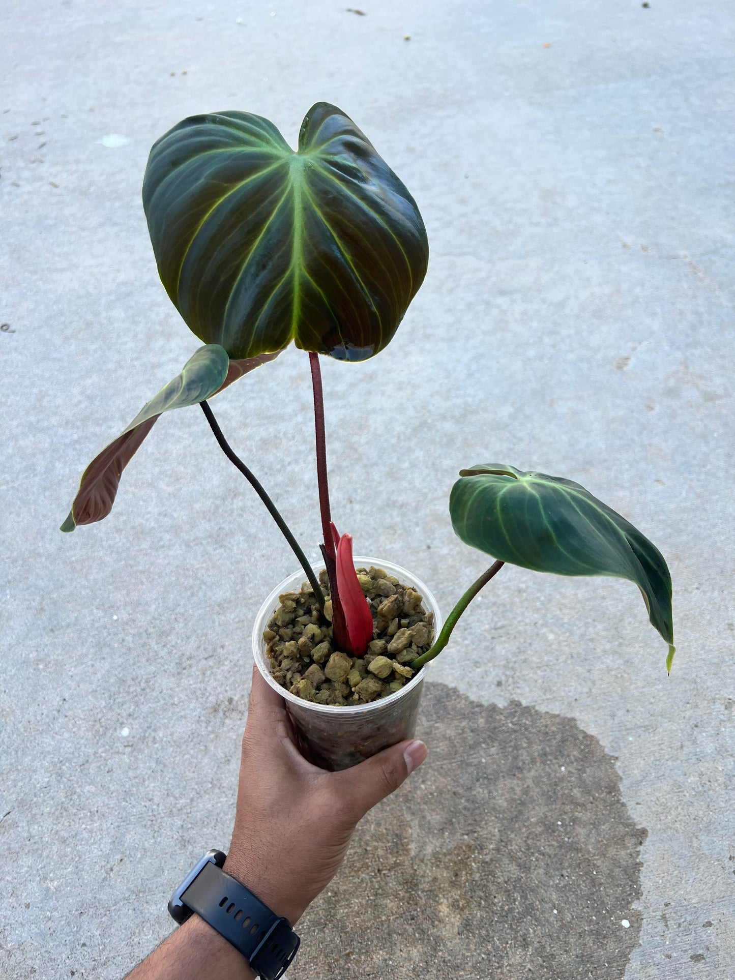 Philodendron El-Choco Red
